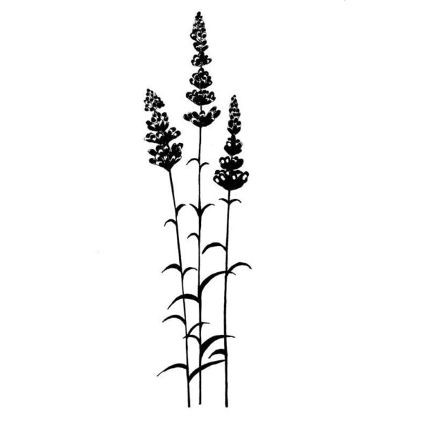 5111_image_a0dd202b04d347f2.jpg Lavender LAV093