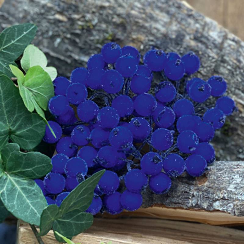 Bær - Blå med sukker - Bilde 1